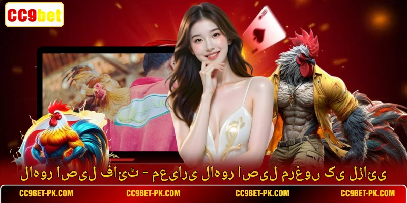 لاہور اصیل فائٹ - معیاری لاہور اصیل مرغوں کی لڑائی