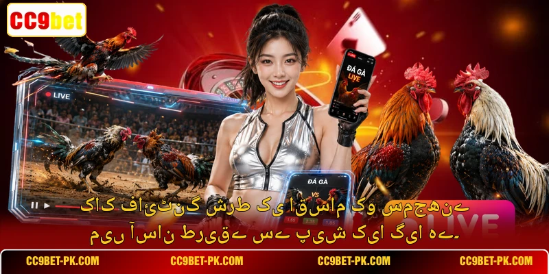 کاک فائٹنگ شرط کی اقسام کو سمجھنے میں آسان طریقے سے پیش کیا گیا ہے۔